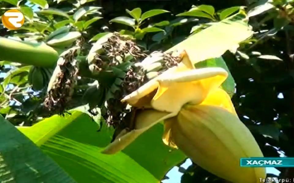 Azərbaycanda banan ağacı bar verdi