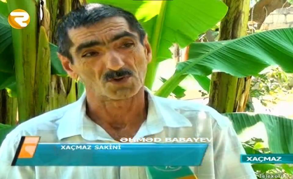 Azərbaycanda banan ağacı bar verdi