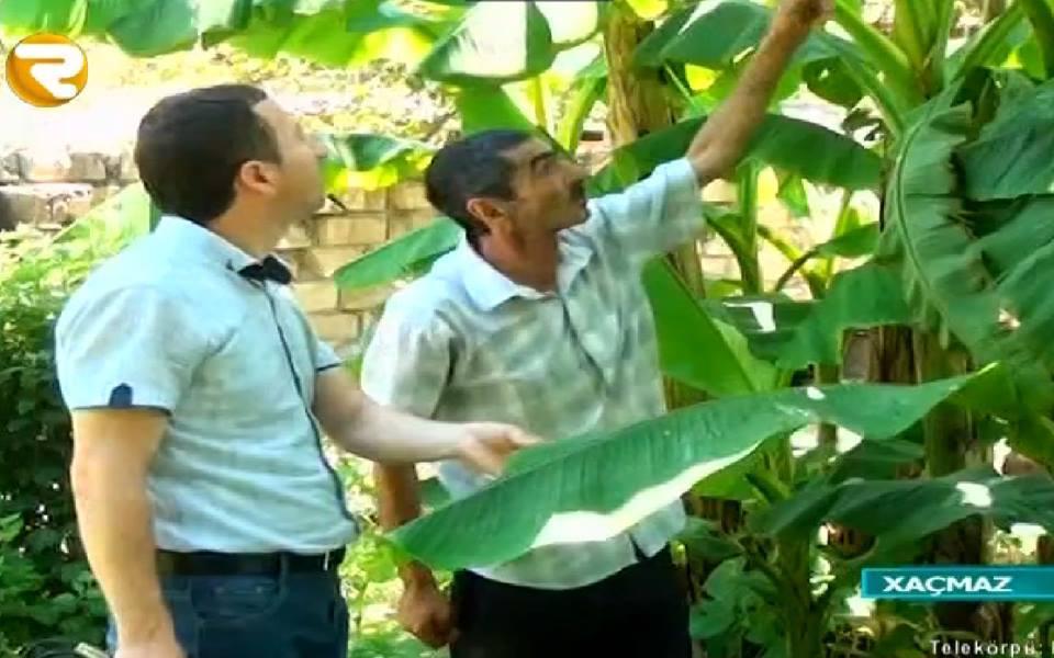 Azərbaycanda banan ağacı bar verdi