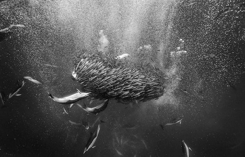 Восхитительные снимки фотографа, наблюдавшего за морскими животными более 25 лет