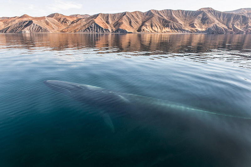 Восхитительные снимки фотографа, наблюдавшего за морскими животными более 25 лет