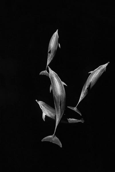 Восхитительные снимки фотографа, наблюдавшего за морскими животными более 25 лет