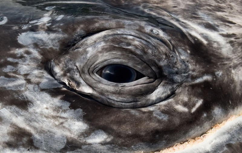 Восхитительные снимки фотографа, наблюдавшего за морскими животными более 25 лет