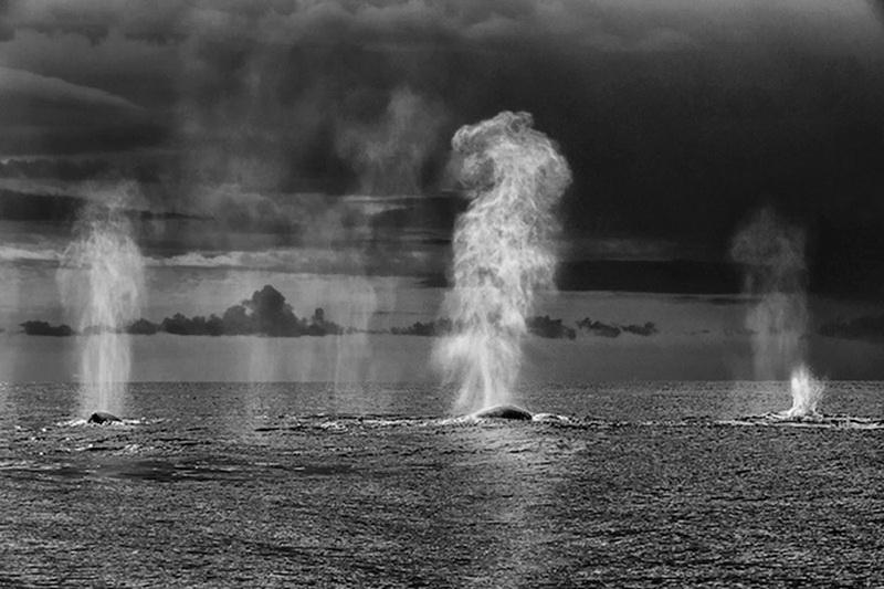 Восхитительные снимки фотографа, наблюдавшего за морскими животными более 25 лет