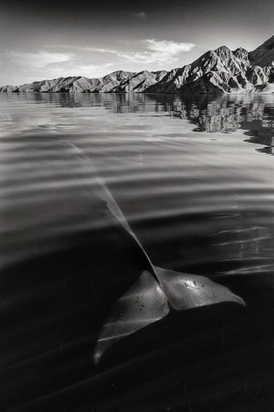 Восхитительные снимки фотографа, наблюдавшего за морскими животными более 25 лет