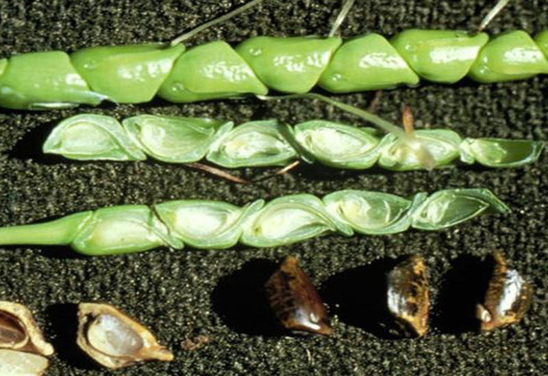 Вот как выглядели овощи и фрукты, пока человек их не «одомашнил»