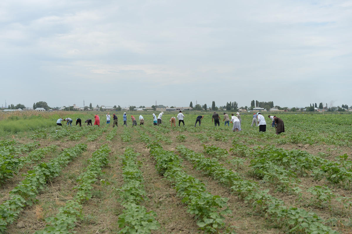 Heydər Əliyev Fondunun "Regional İnkişaf" İctimai Birliyi Yevlax və Şəkidə sakinlərlə görüşlər keçirib