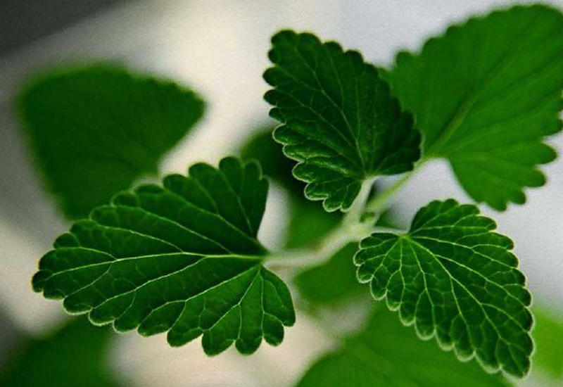 3 вида растений, обладающих множеством целебных свойств