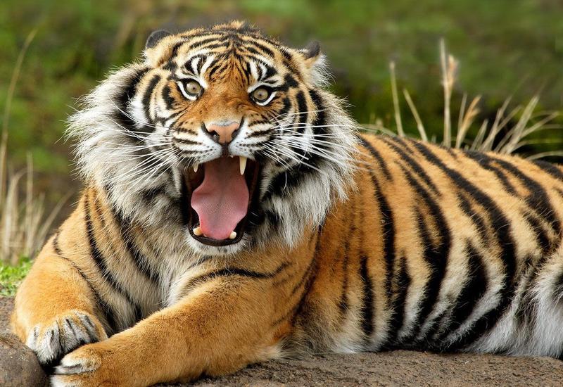 Ученые выяснили, какие животные исчезнут к 2100 году