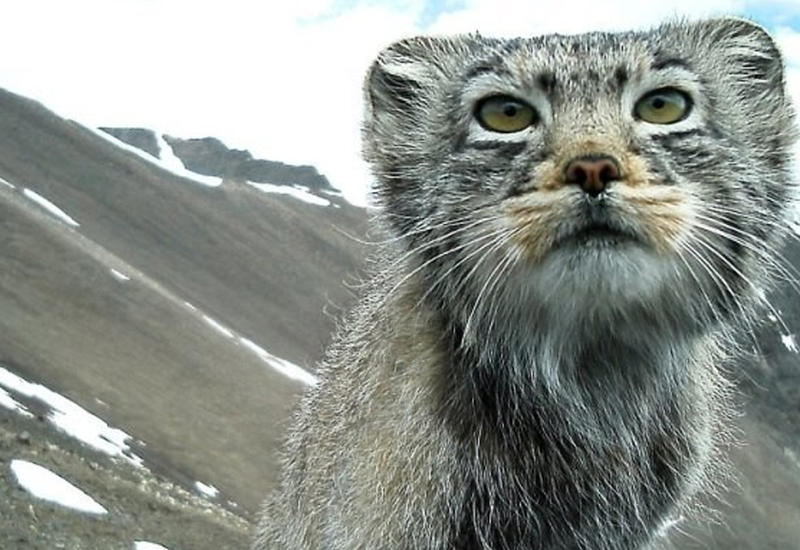 Кот манул с Горного Алтая покорил Интернет