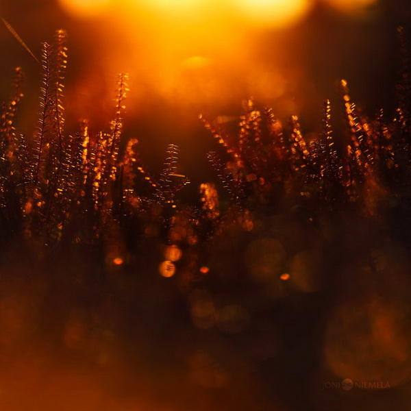 10 теплых снимков о том, как выглядит лето в холодной Финляндии