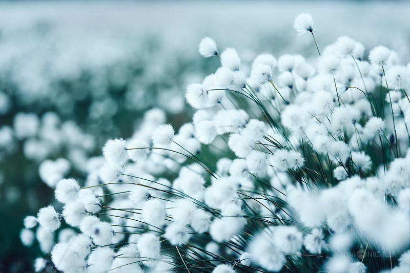 10 теплых снимков о том, как выглядит лето в холодной Финляндии