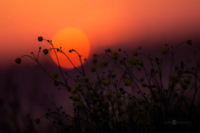 10 теплых снимков о том, как выглядит лето в холодной Финляндии