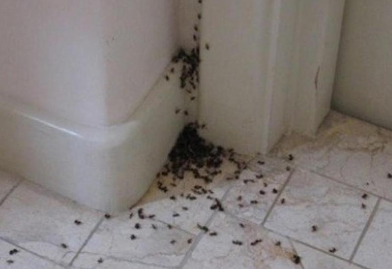 Evinizi qarışqalardan xilas edin