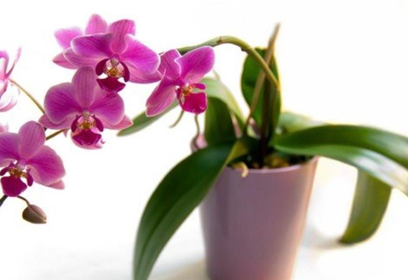 Orxideya gülünə necə qulluq edək?