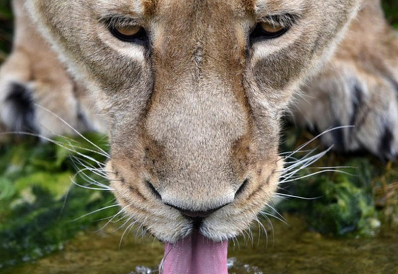 Самые популярные фотографии животных этого лета