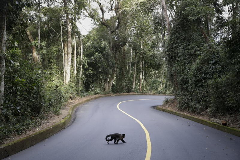 Самые популярные фотографии животных этого лета