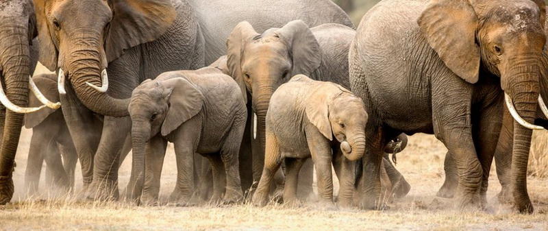 Самые популярные фотографии животных этого лета