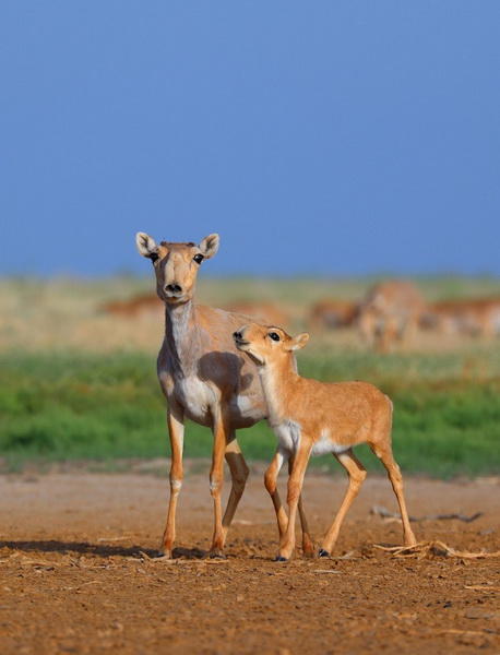 Самые популярные фотографии животных этого лета