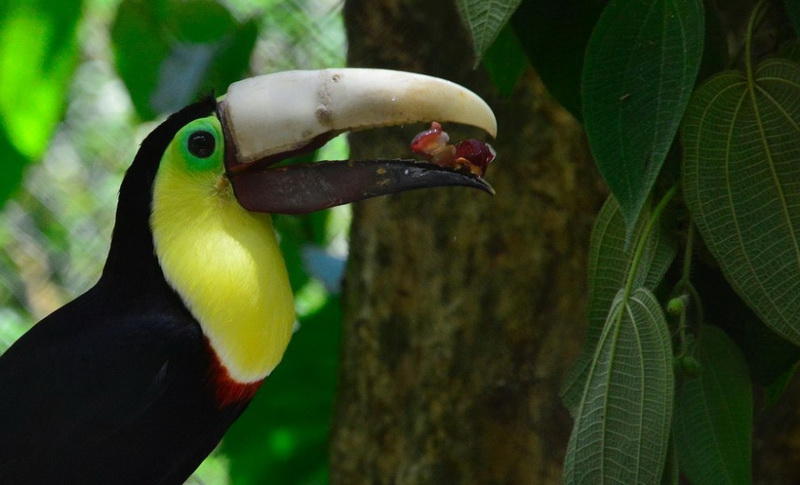 Самые популярные фотографии животных этого лета