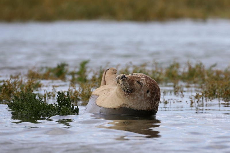 Самые популярные фотографии животных этого лета