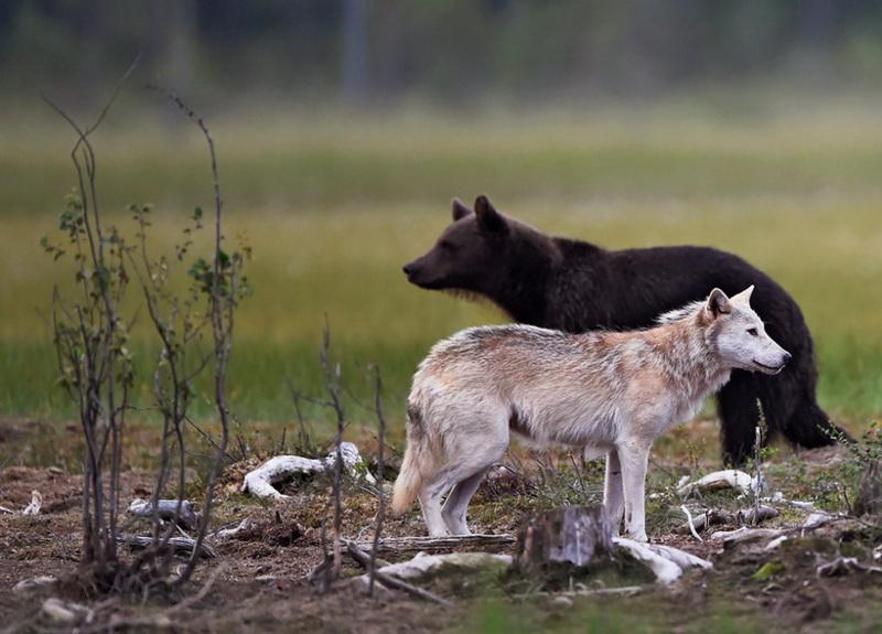 Самые популярные фотографии животных этого лета