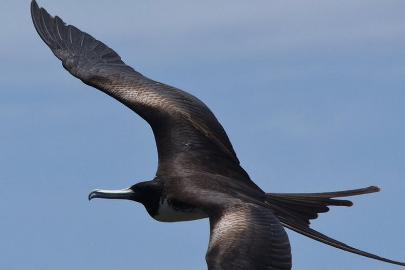 Самые популярные фотографии животных этого лета