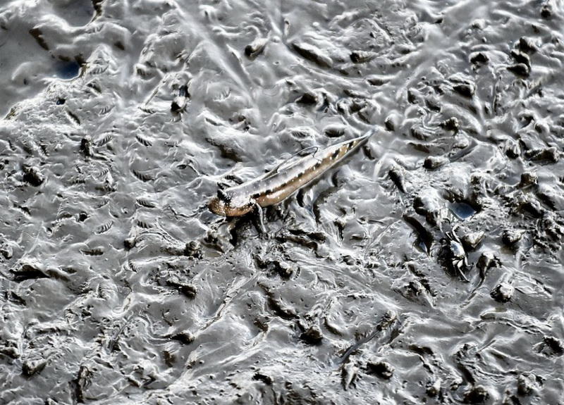 Самые популярные фотографии животных этого лета