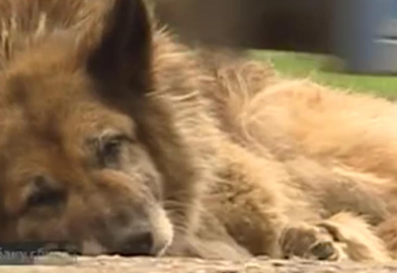 Этот пес побил рекорд знаменитого Хатико