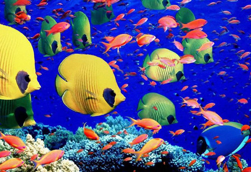 Красное море: тайны самого теплого моря в мире