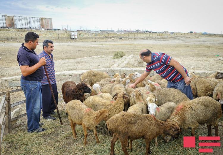 Azərbaycanda Qurban bayramı
