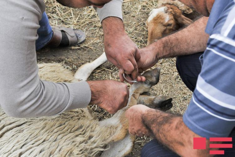 Azərbaycanda Qurban bayramı
