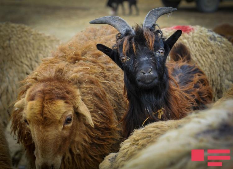 Azərbaycanda Qurban bayramı