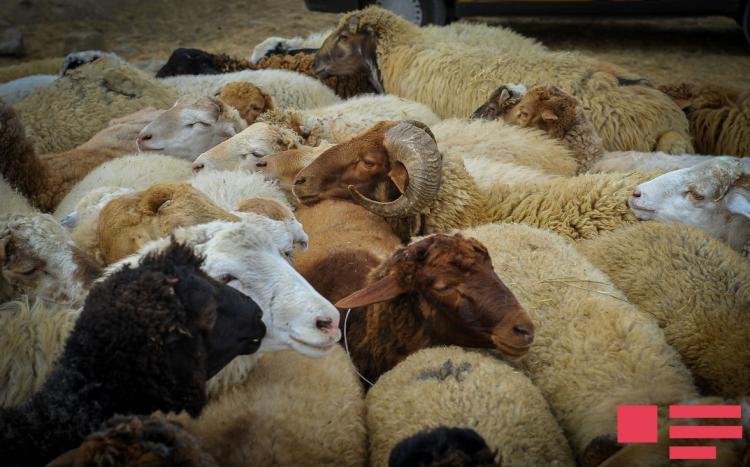 Azərbaycanda Qurban bayramı