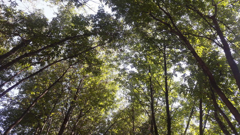 Осенний день в зеленом сердце Баку