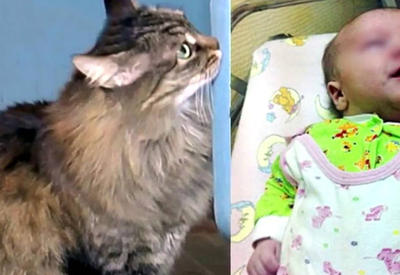 10 случаев, когда кошки спасли человеку жизнь <span class="color_red">- ВИДЕО</span>