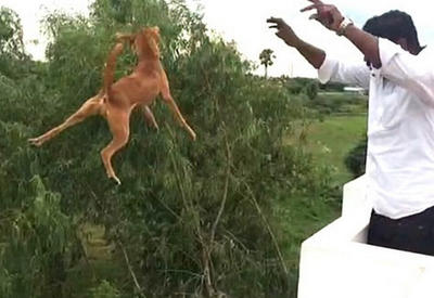 Собака, выброшенная с крыши студентами-медиками, сумела выжить и обрела любящую семью <span class="color_red">- ФОТО</span>