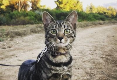 История о котенке из приюта, который полюбил путешествовать <span class="color_red">- ФОТО</span>