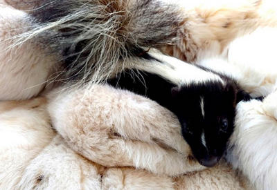 Старые шубы помогают маленьким животным! <span class="color_red">- ФОТО</span>