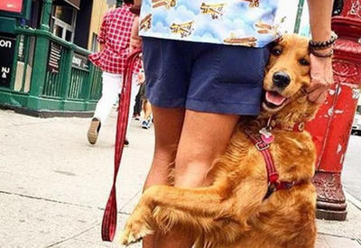 Самая любвеобильная собака в мире, обожающая обнимашки <span class="color_red">- ФОТО</span>