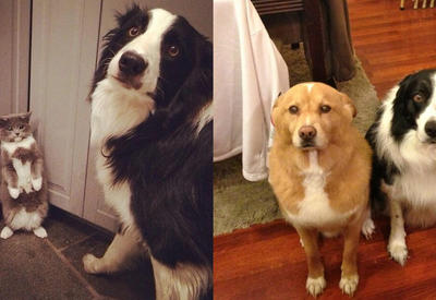 22 провинившихся собак, которым очень-очень стыдно <span class="color_red">- ФОТО</span>