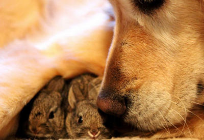 Чужих детей не бывает, даже у животных <span class="color_red">- ФОТО</span>