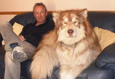 14 домашних собачек, которые даже не подозревают НАСКОЛЬКО они огромны <span class="color_red">- ФОТО</span>