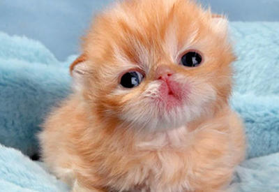 20 самых милых котят на свете <span class="color_red">- ФОТО</span>