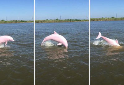 Обнаружен редкий розовый дельфин <span class="color_red">- ФОТО</span>