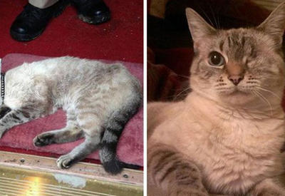 Твори добро: 25 кошек до и после того, как их подобрали с улицы <span class="color_red">- ФОТО</span>