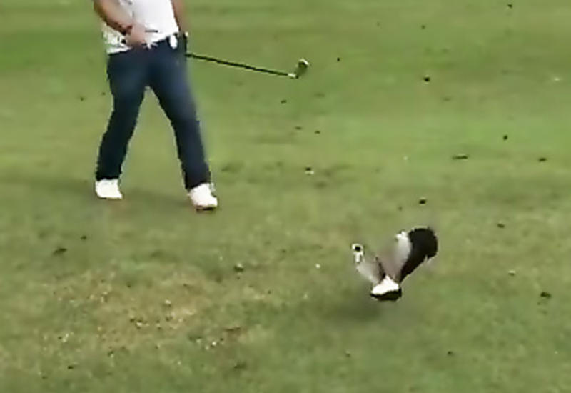 Гольфист из Сингапура столкнулся со странной помехой во время игры