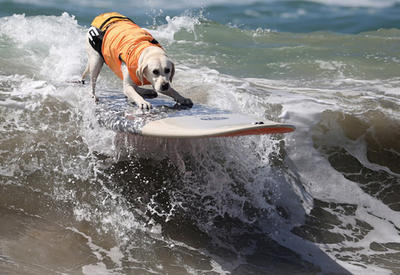 Соревнования по собачьему серфингу в США <span class="color_red">- ФОТО</span>