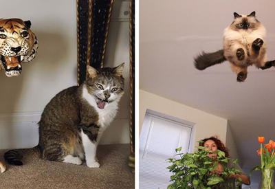 23 клевых котика, которых сфотографировали в ТОТ САМЫЙ момент! <span class="color_red">- ФОТО</span>