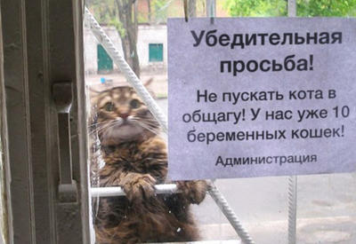 15 смачных объявлений: вы не удержитесь от смеха <span class="color_red">- ФОТО</span>